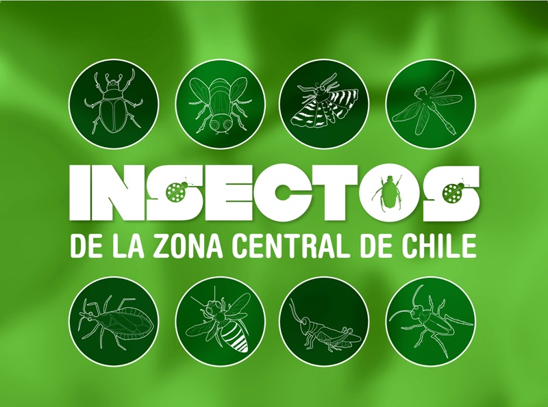 Insectos de la zona central de Chile | Museo de Historia Natural de